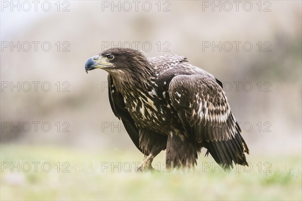 White-tailed eagle