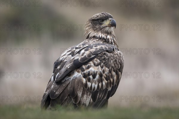 White-tailed eagle