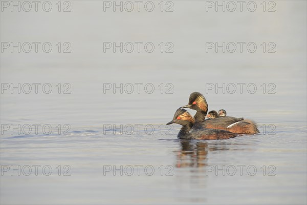 Black-necked grebe