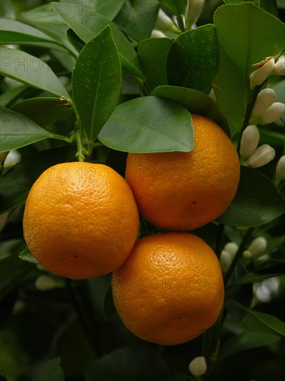 Mandarin oranges