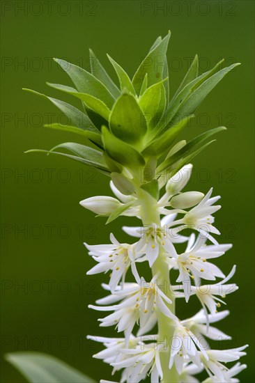 Pineapple Lily Pineapple Flower Eucomis autumnalis Blossom Bloom Ellerstadt Germany Germany