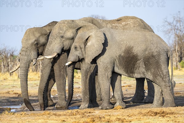 African elephant