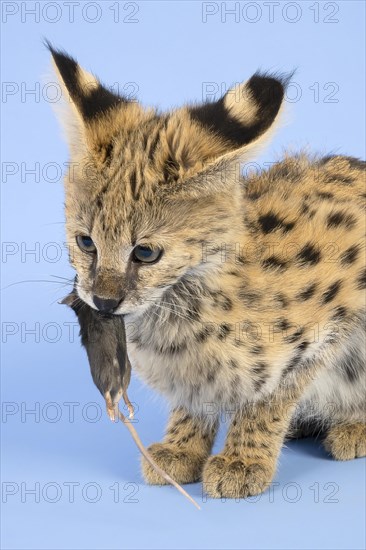 Serval