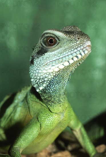 Green water dragon