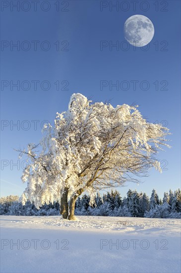 Snow-covered wind beech