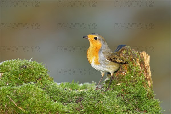 European robin