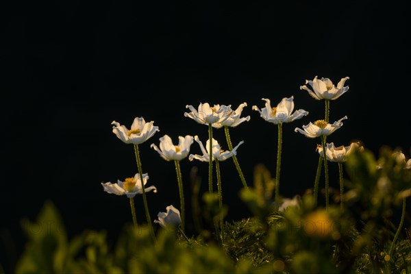 Anemones