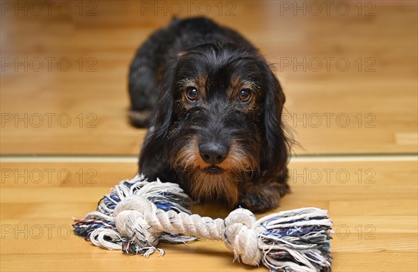 Wire-haired dachshund