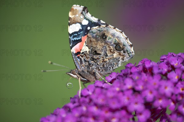 Red admiral