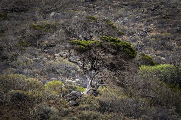 Juniper tree