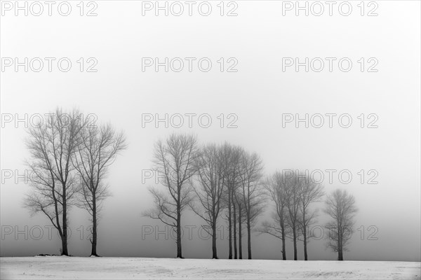 Trees in the fog in winter landscape