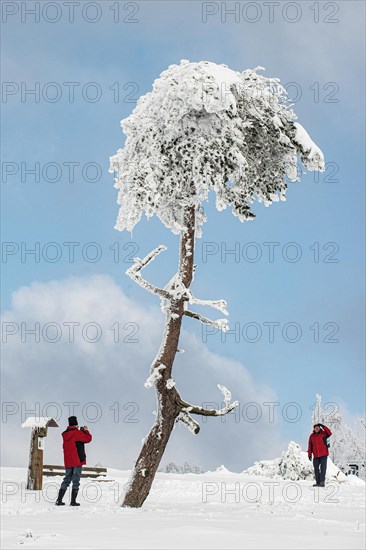 Deeply gnarled tree with photographer on the Kahler Asten in Sauerland