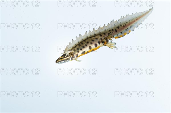 Northern crested newt