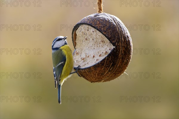 Blue tit