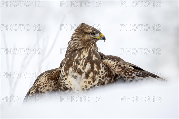 Steppe buzzard