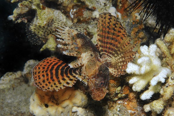 Hawaiian lionfish