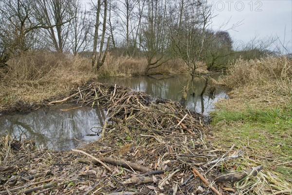 Beaver lodge with dam