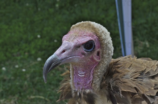 Head of the vulture