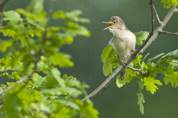 Reed warbler