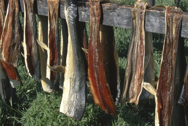 Dried fish suspended in a rack for air drying