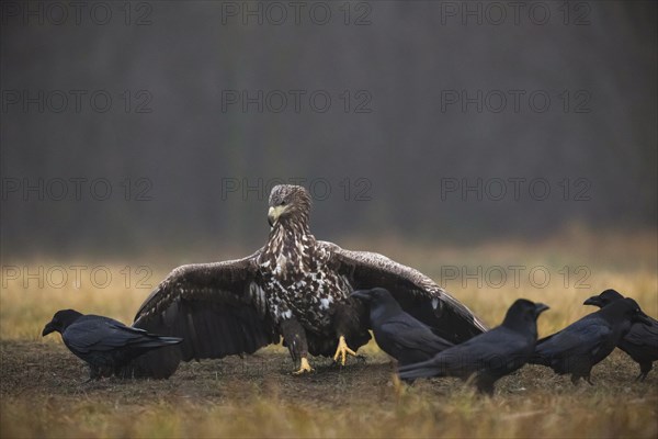 White-tailed eagle