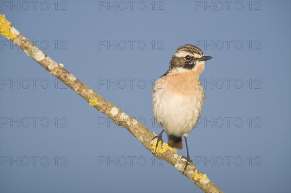 Whinchat