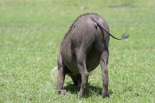 Common warthog