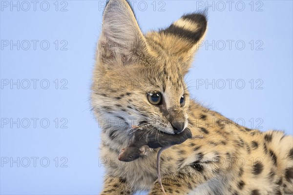 Serval