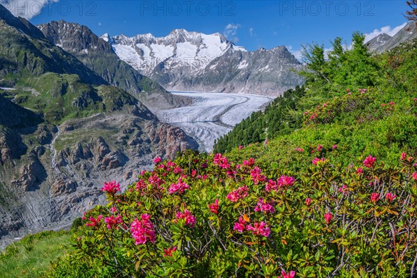 Landscape with blooming alpine roses in front of the Aletsch glacier with Wannenhorn 3906m