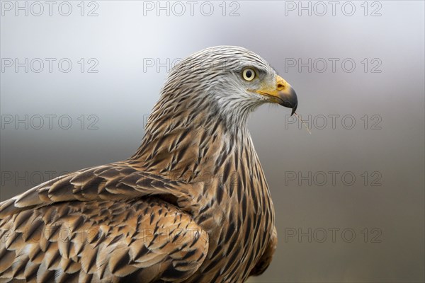 Red kite