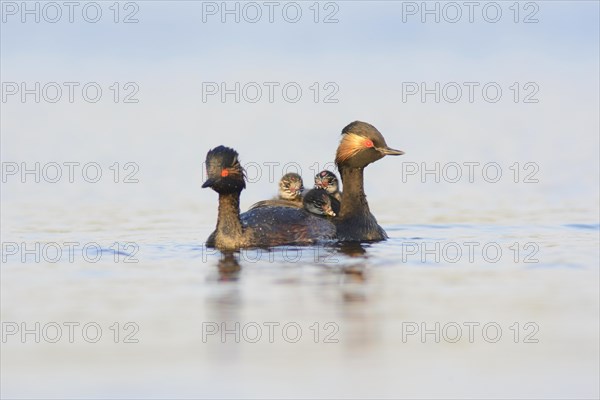 Black-necked grebe