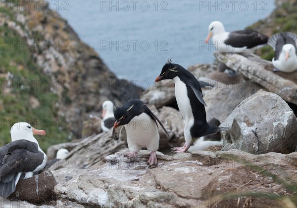 Southern rockhopper penguin