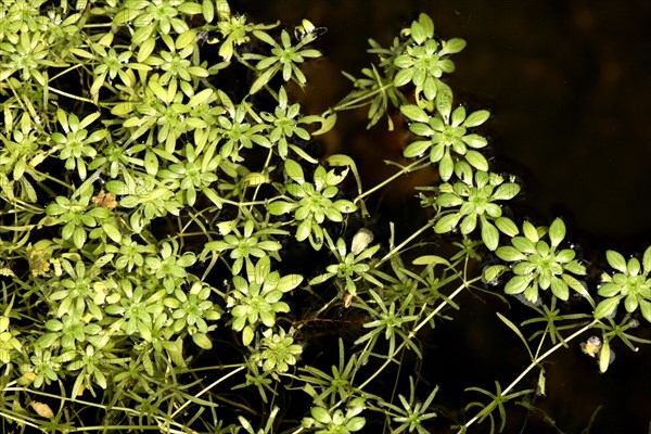 Common water-starwort Callitriche palustris leaves leaves in water in water in pond Ellerstadt Germany Germany