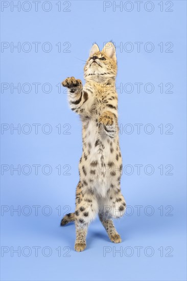 Serval