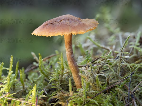 Flammulina