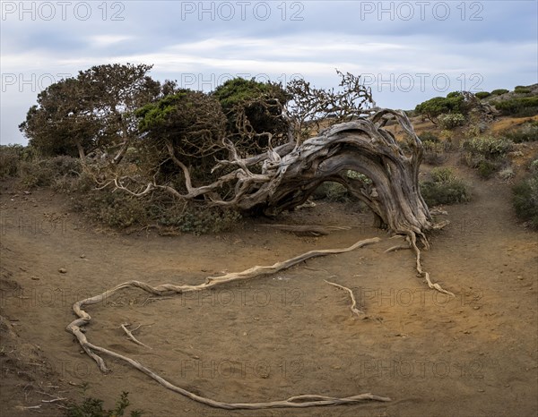 Juniper tree