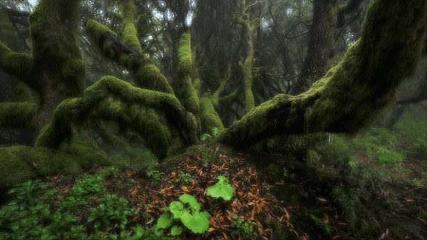 Moss-covered trees in laurel forest