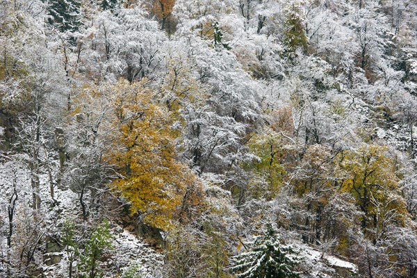 First snow on the autumnal slopes of the Bode Valley in the Harz Mountains