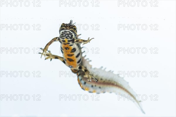 Northern crested newt