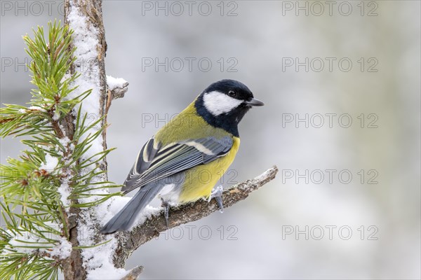 Great tit