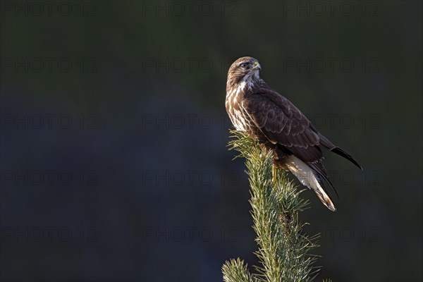 Steppe buzzard