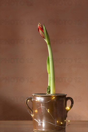 Blossoming Hippeastrum in a pot