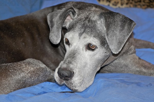 Old Great Dane on blue Blanket