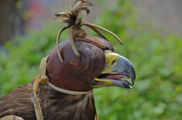 Head of golden eagle with bonnet in falconry