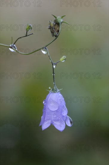 Harebell