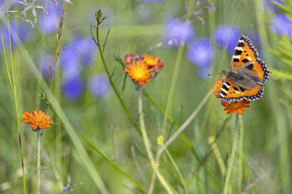 Small tortoiseshell