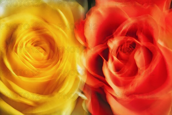 Two different coloured roses