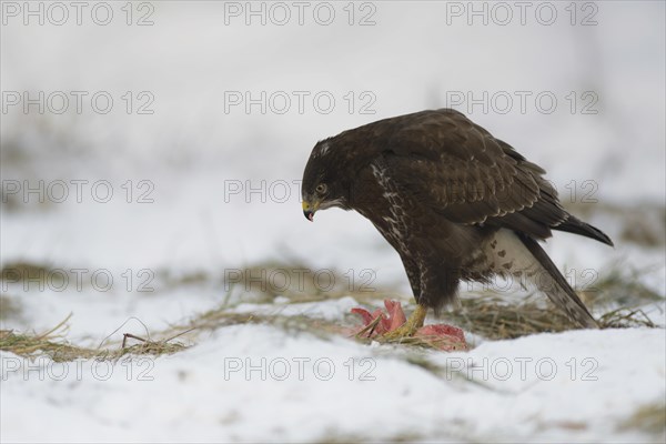 Steppe buzzard