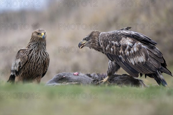 White-tailed eagle