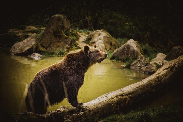 Bear in the zoo near Weilburg